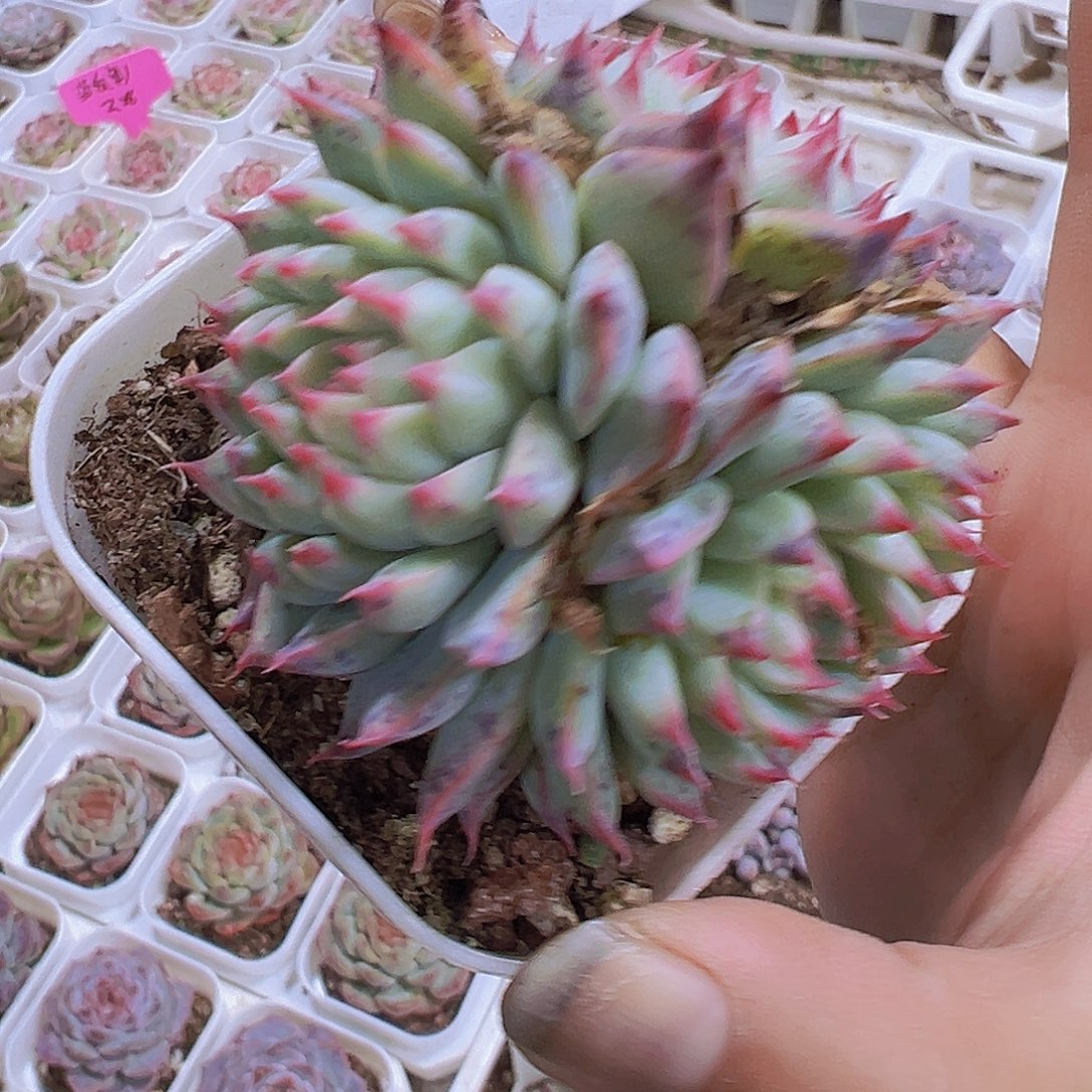 梦瑶群19包邮多肉植物