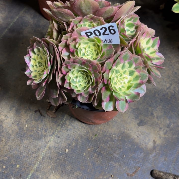 瑞妈，，，，。。026绿体