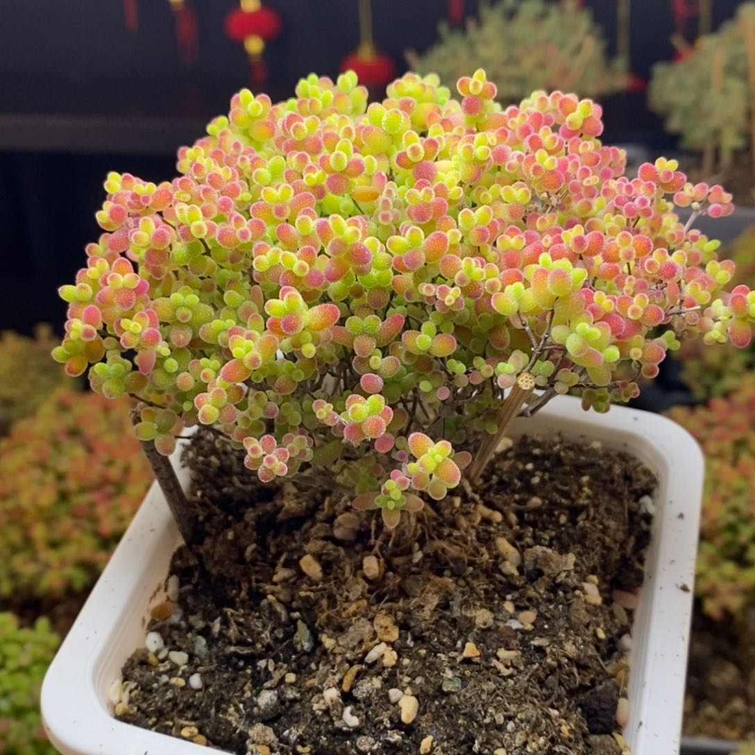 470号蜜橘糖球枝干多肉