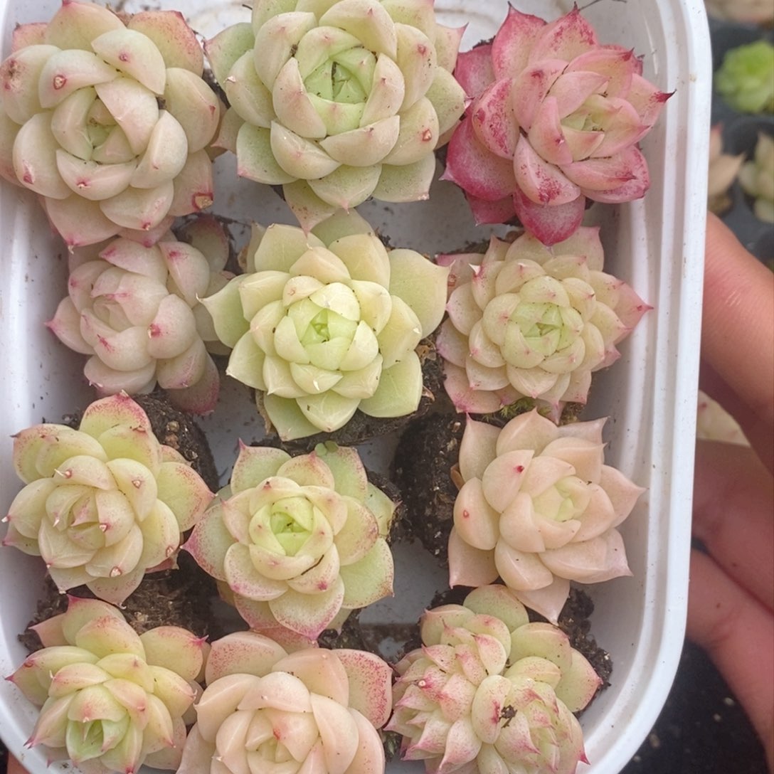 2-803 新疆西藏内蒙不发其他一单包邮两到三公分多肉