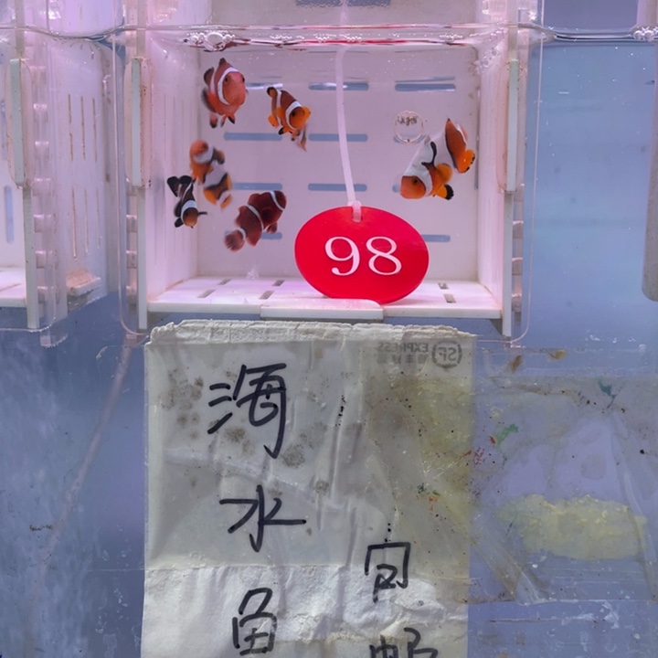 海水鱼精品混搭8条2-3
