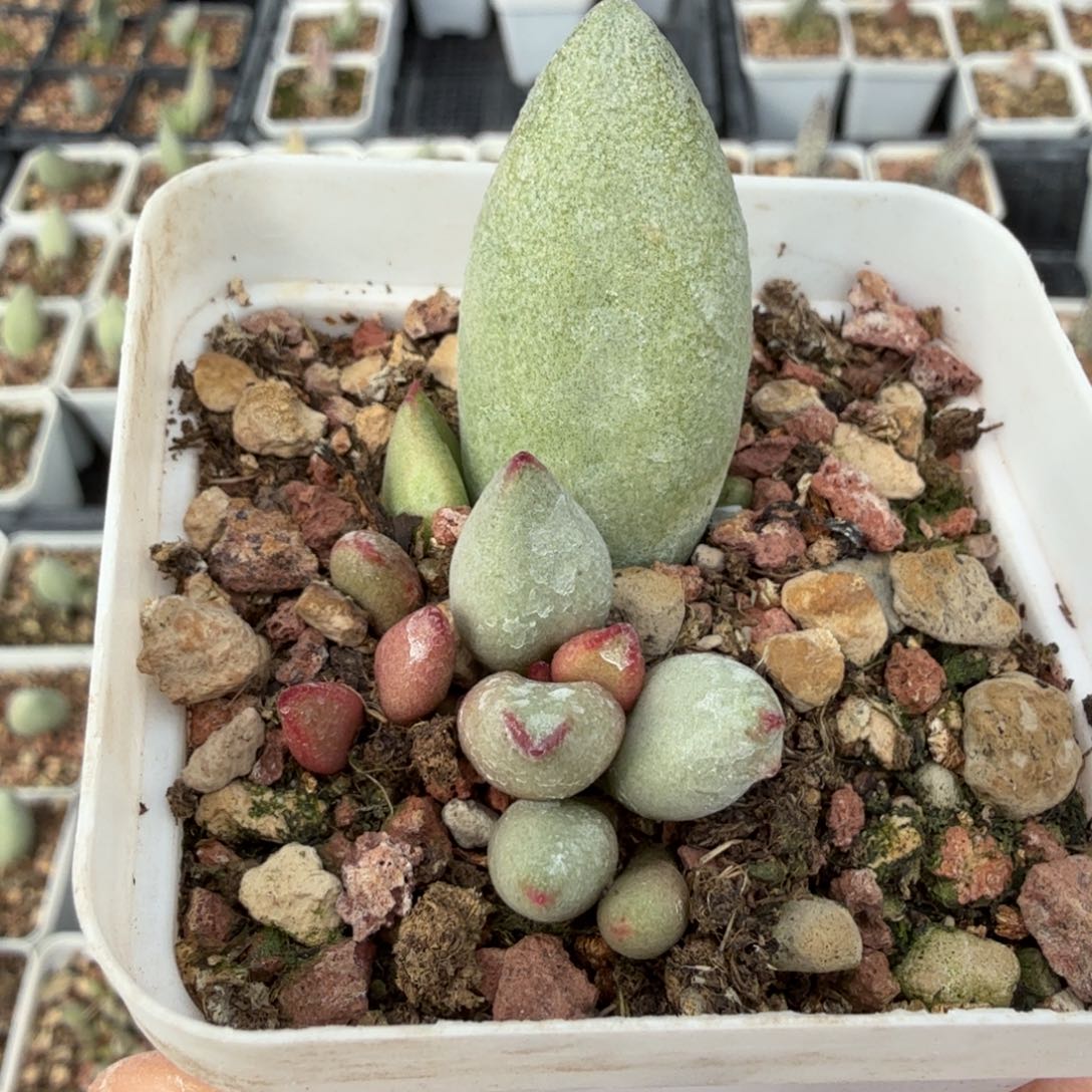 白糖豆叶插 脱土发