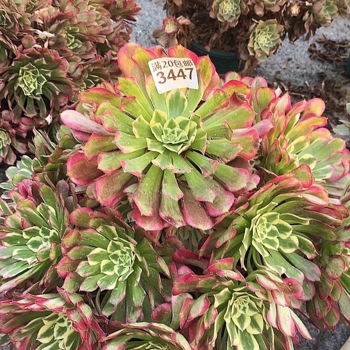 3447 一颗水木年华法师