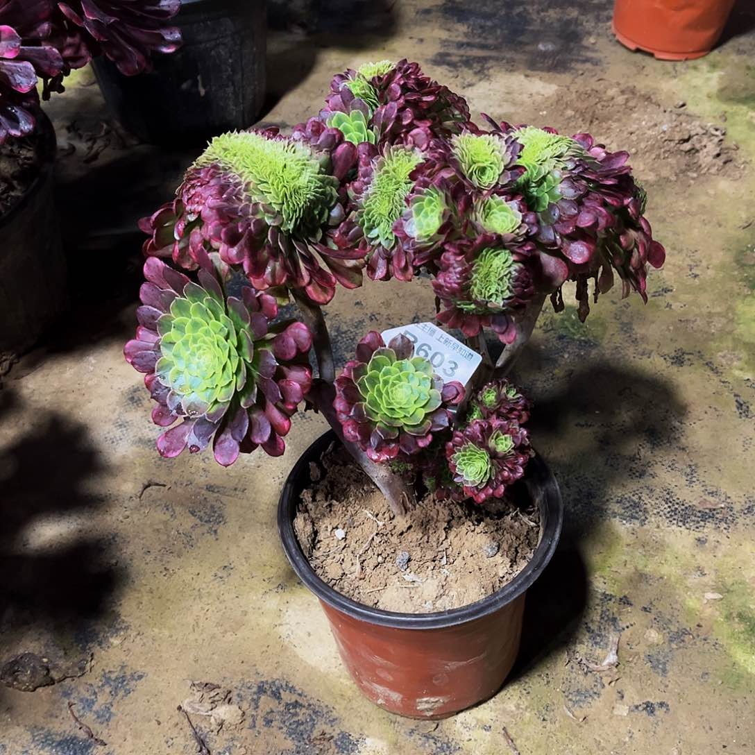 空*格多肉603嘉年华缀化