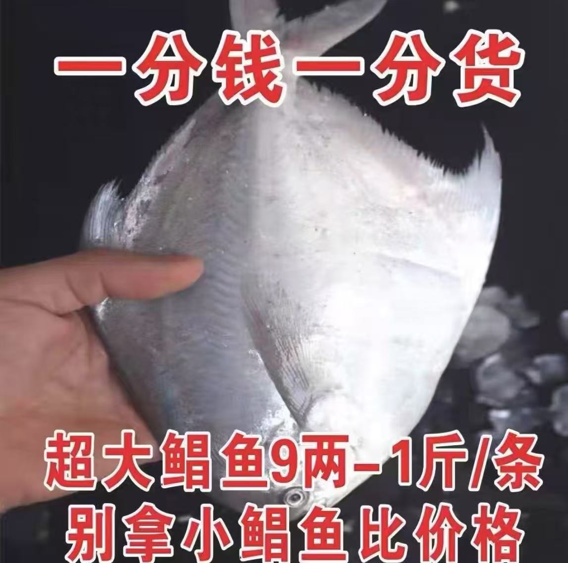 新鲜特大号银鲳鱼9两-1斤（3条包邮）液氮锁鲜发货