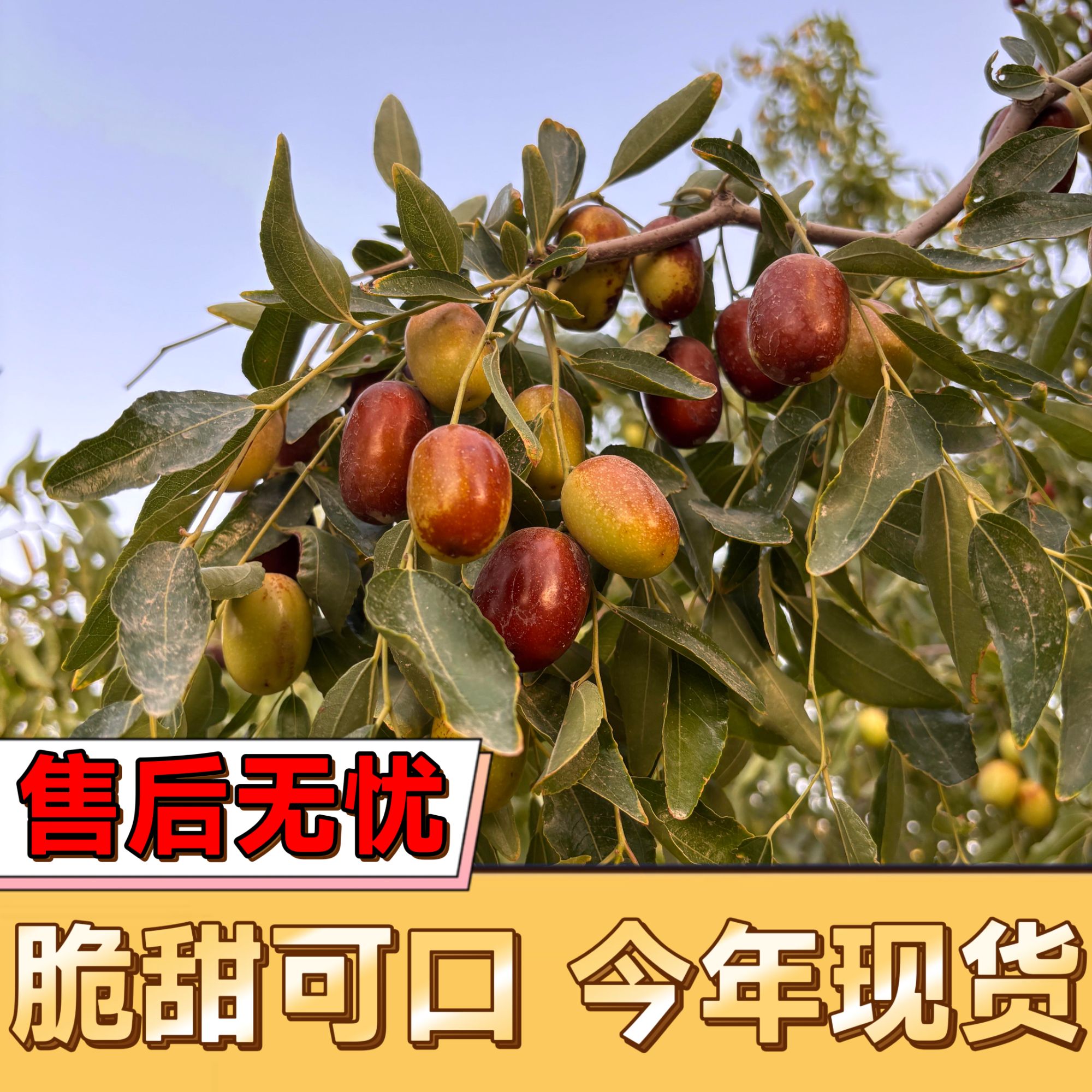 【顺丰京东包邮现摘现发】新疆鲜灰枣新鲜采摘核小脆甜可口