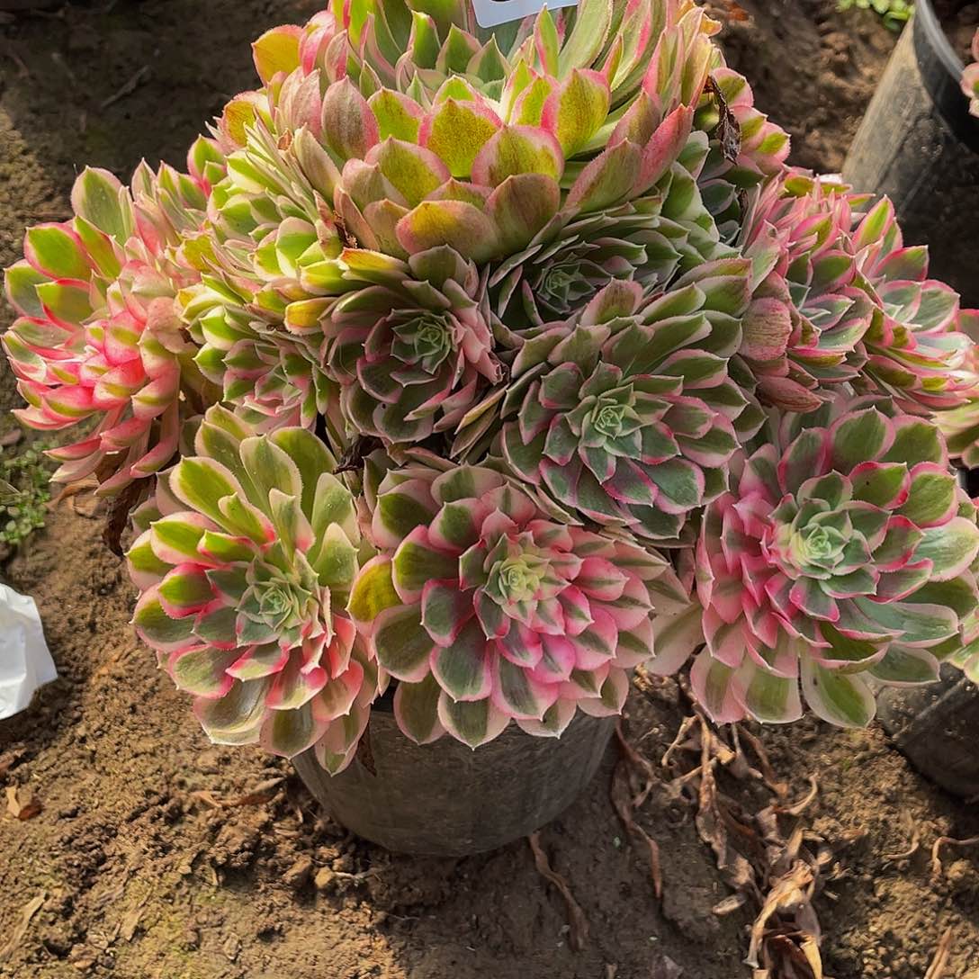 用***2多肉法师555号孔雀翎发货不包损