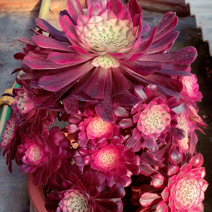 红超白，多肉植物