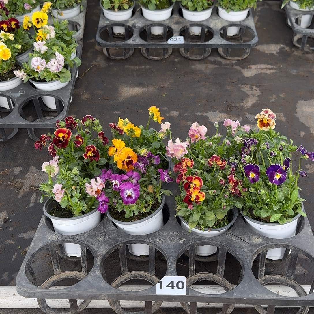 140号花朵不售后大花皱边角堇