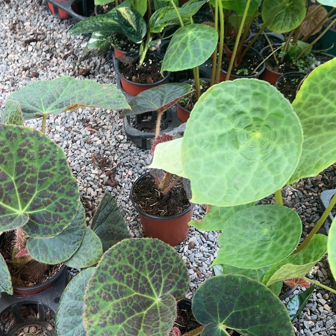 无花朵滇缅福寿不售后随机发货