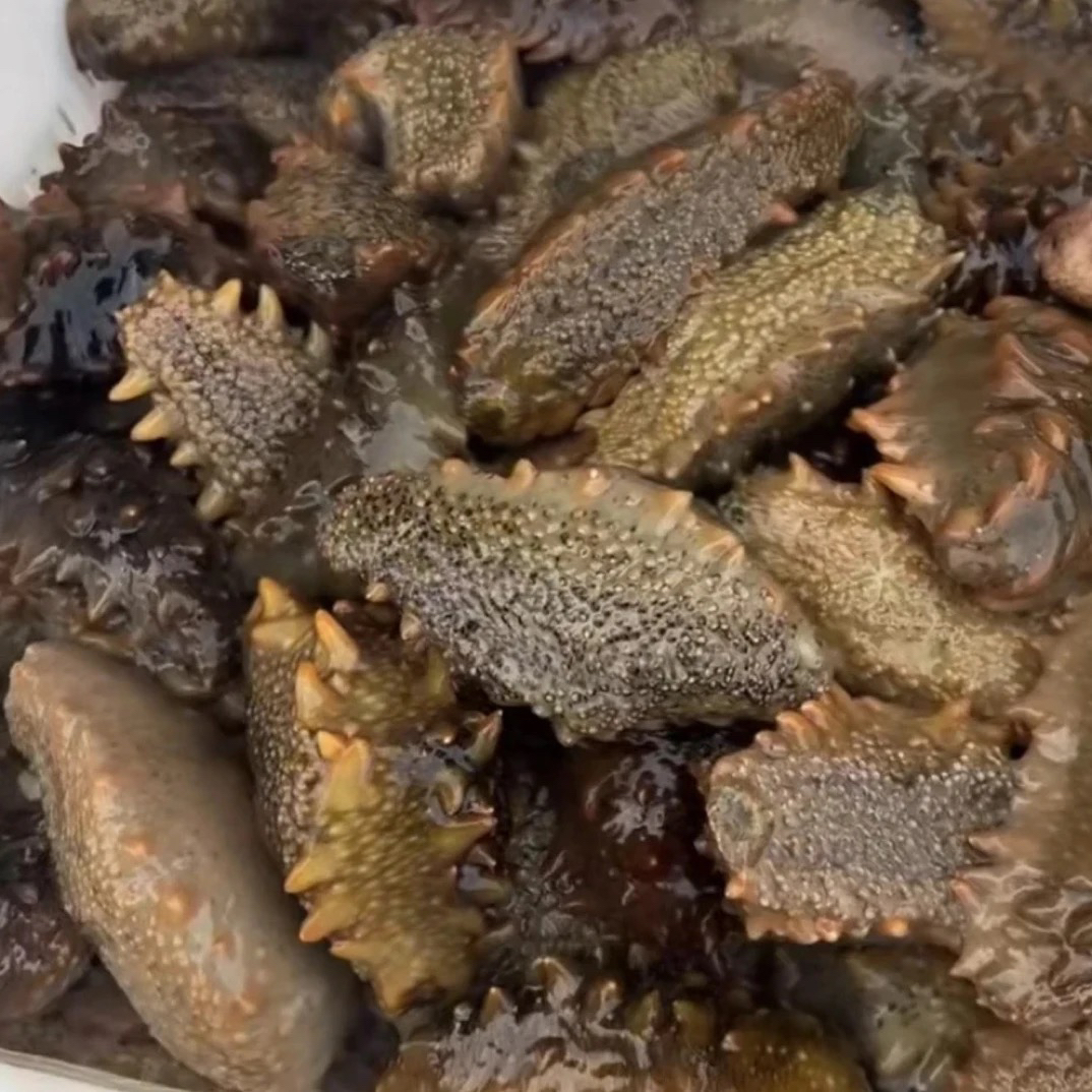 活海参直播间里现场加工30斤新鲜海参大龙