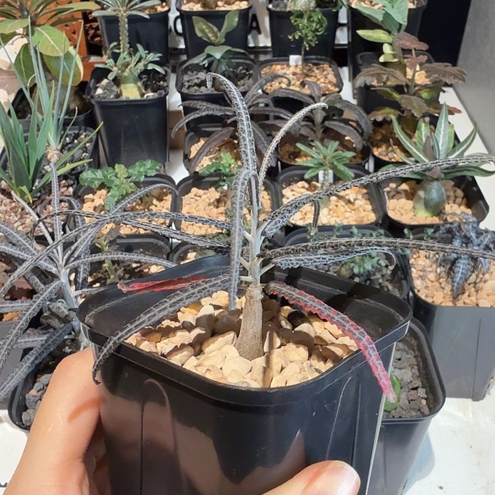 艾朗乳香橄榄一物一拍