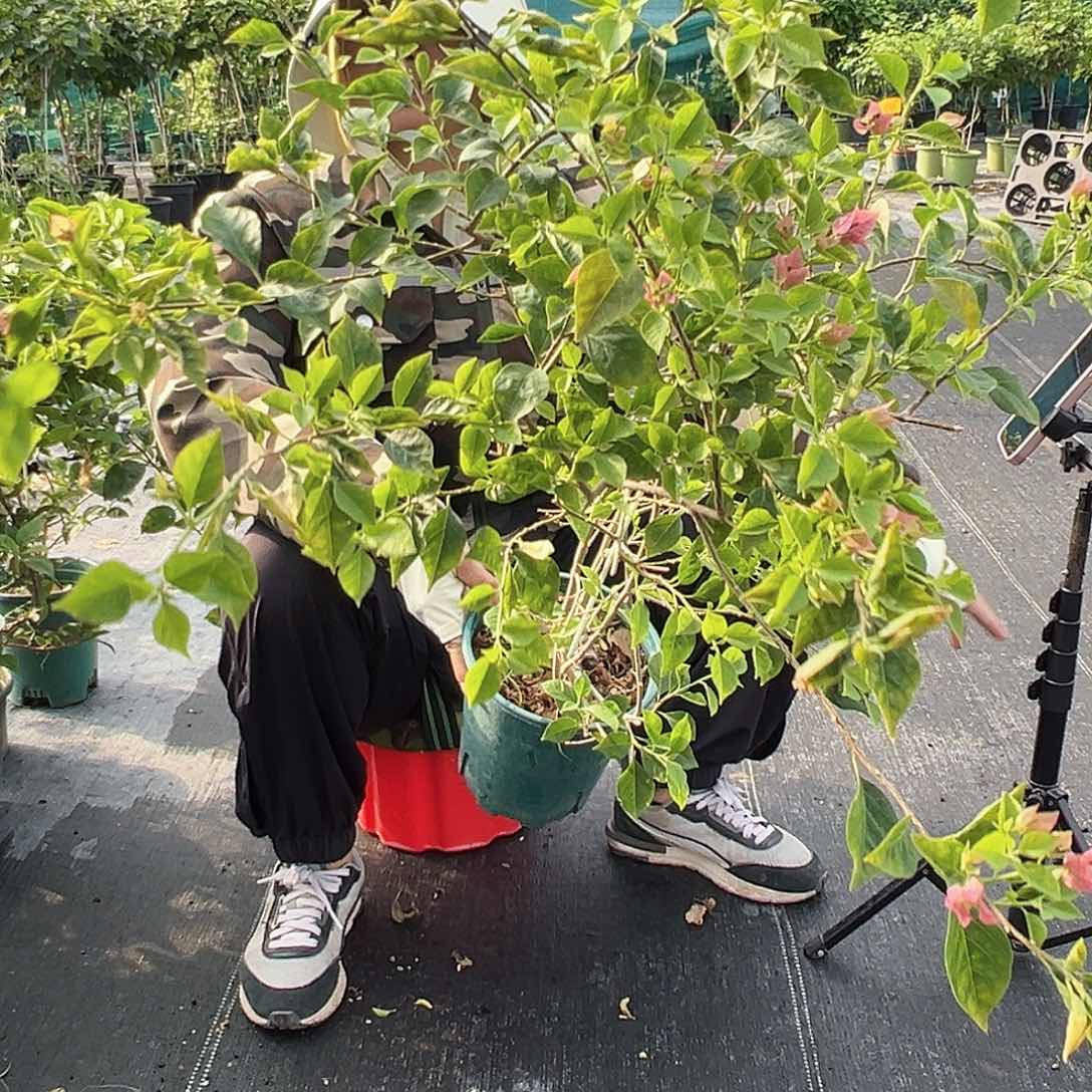 当前无花栽培后可以开花酒红一棵