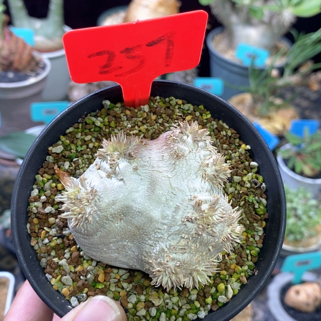 产地慧比须笑多肉