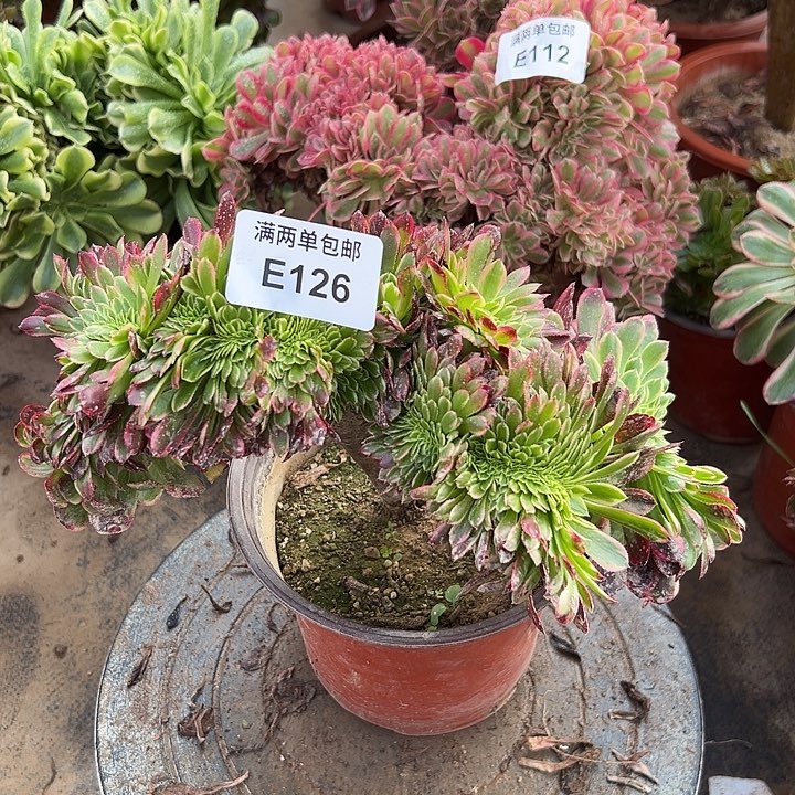 126号朝霞坠化法师多肉