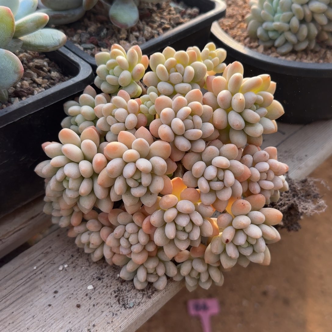 鱼子酱老桩多肉五十包邮