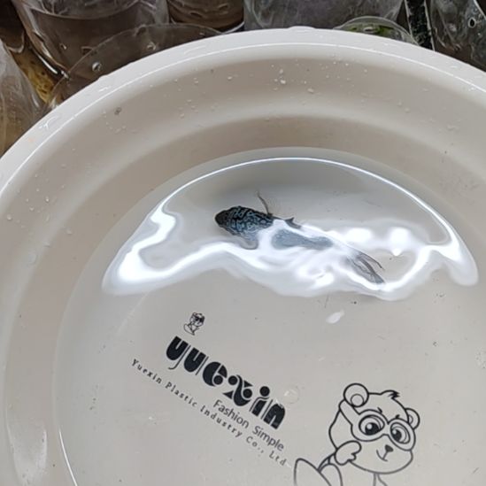 罗汉鱼666666666665