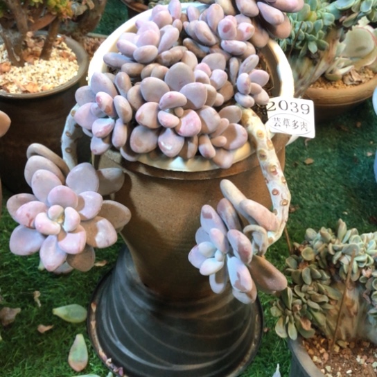 飘枝桃蛋，2039，一物一拍