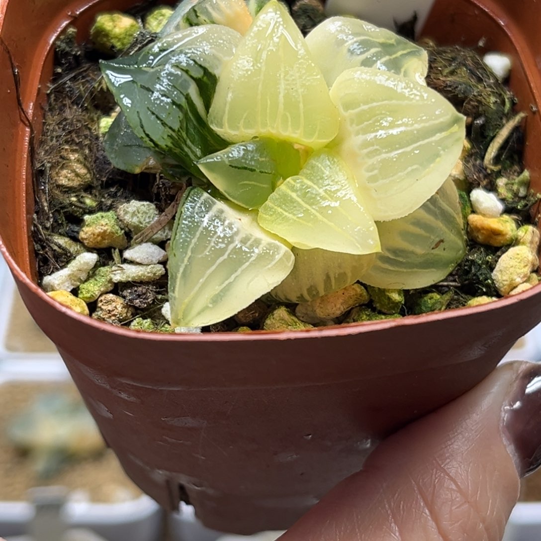 21红纹寿锦（根一般介意勿拍）福利专场