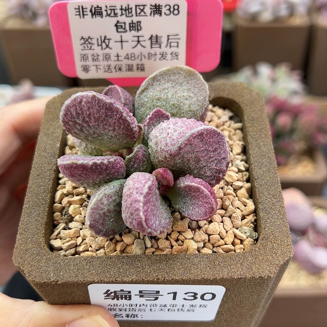 130哈默猪肝多肉