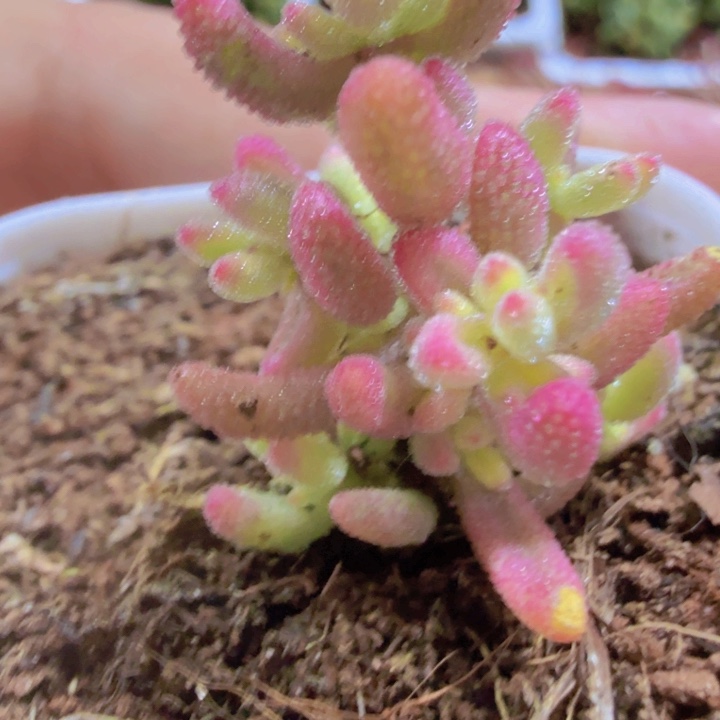 红宝石锦王炸一颗