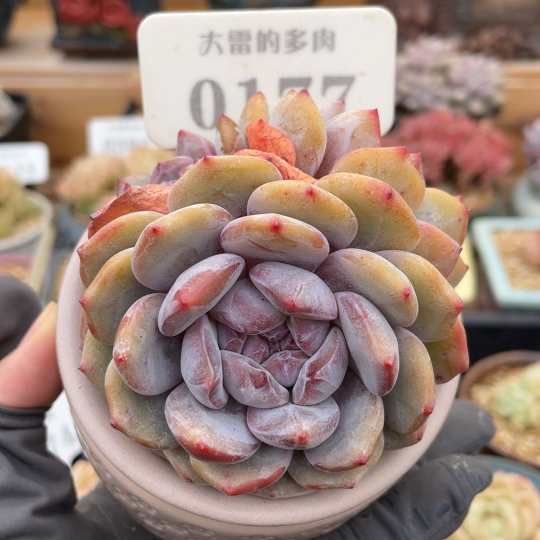 0177 星影三头 7.5厘米 不带盆