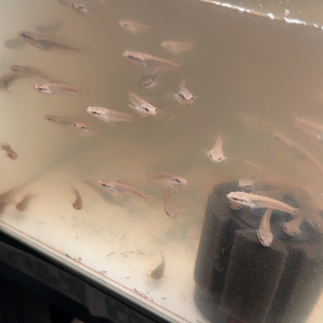 雷龙鱼幻红4-5厘米三条