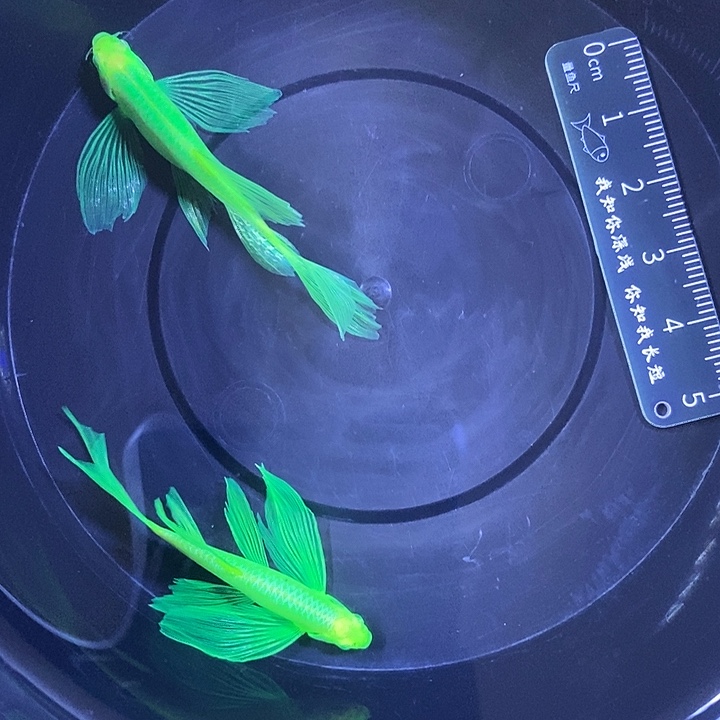 斑马鱼蝶翼斑马翡翠大号2条