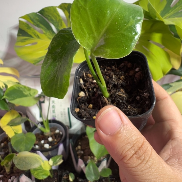 C***o完全开放龟背竹种子苗