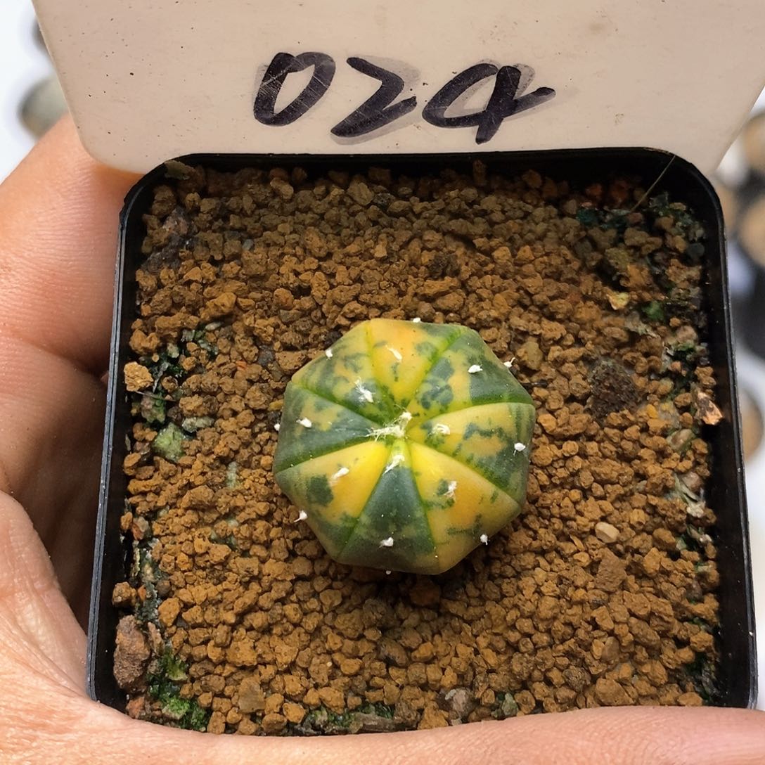 024兜锦福利特价咯啦了