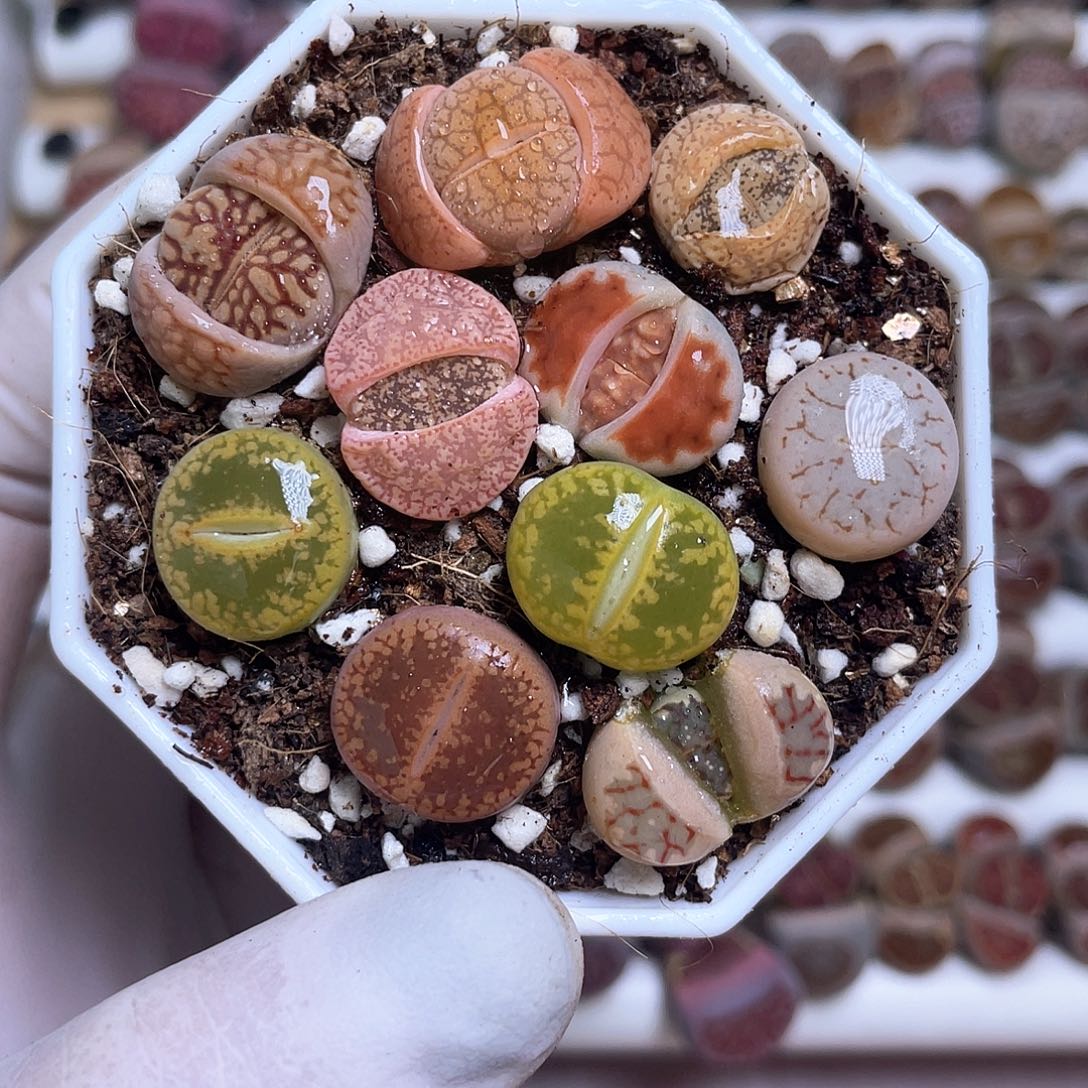 570 带盆土发货…………