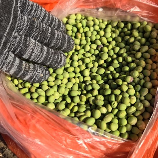 中国大陆青豆两斤含箱赶集