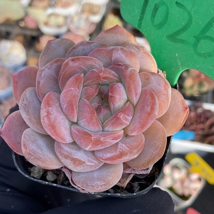 026粉魄多肉植物