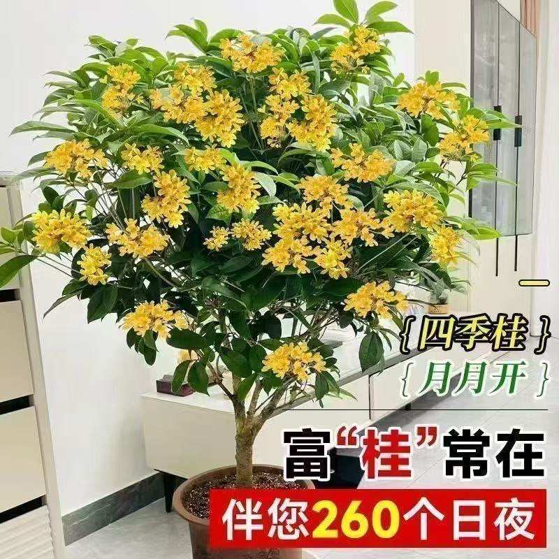 四季开花浓香型带花苞桂花盆栽室内外庭院基地阳台好养花卉绿植