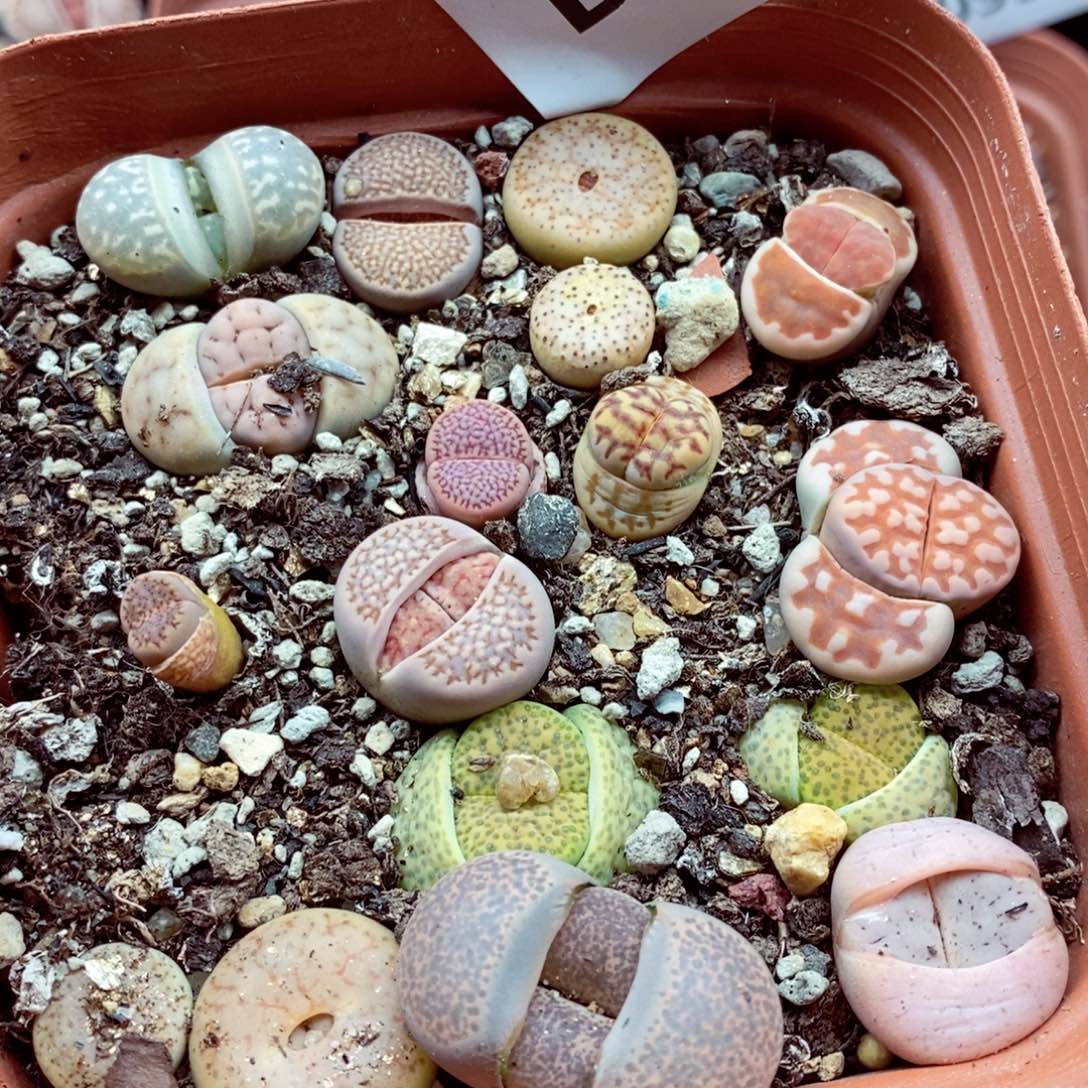 我的小姐姐们都是我的103