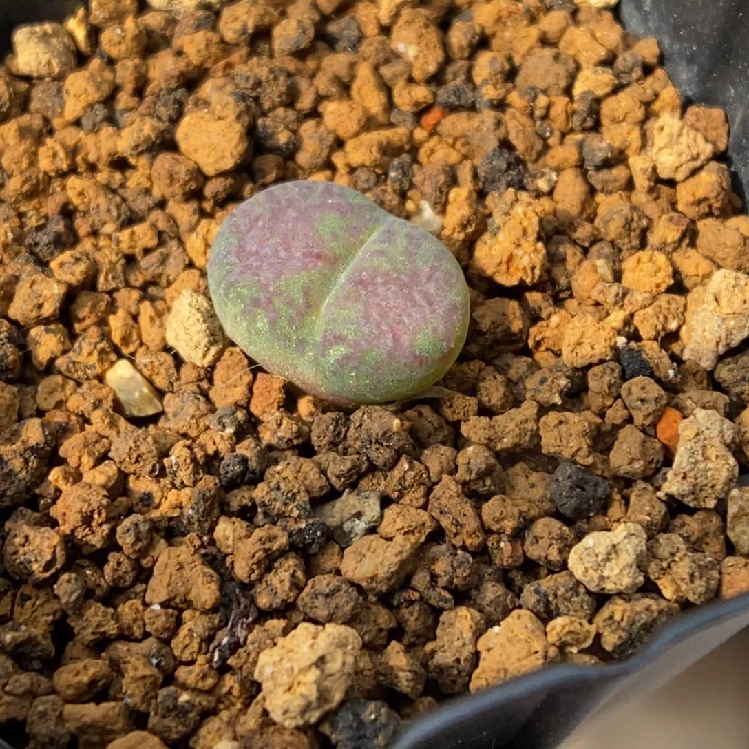 多肉植物肉锥杂交K-4783（1.1）风铃杂 福利 