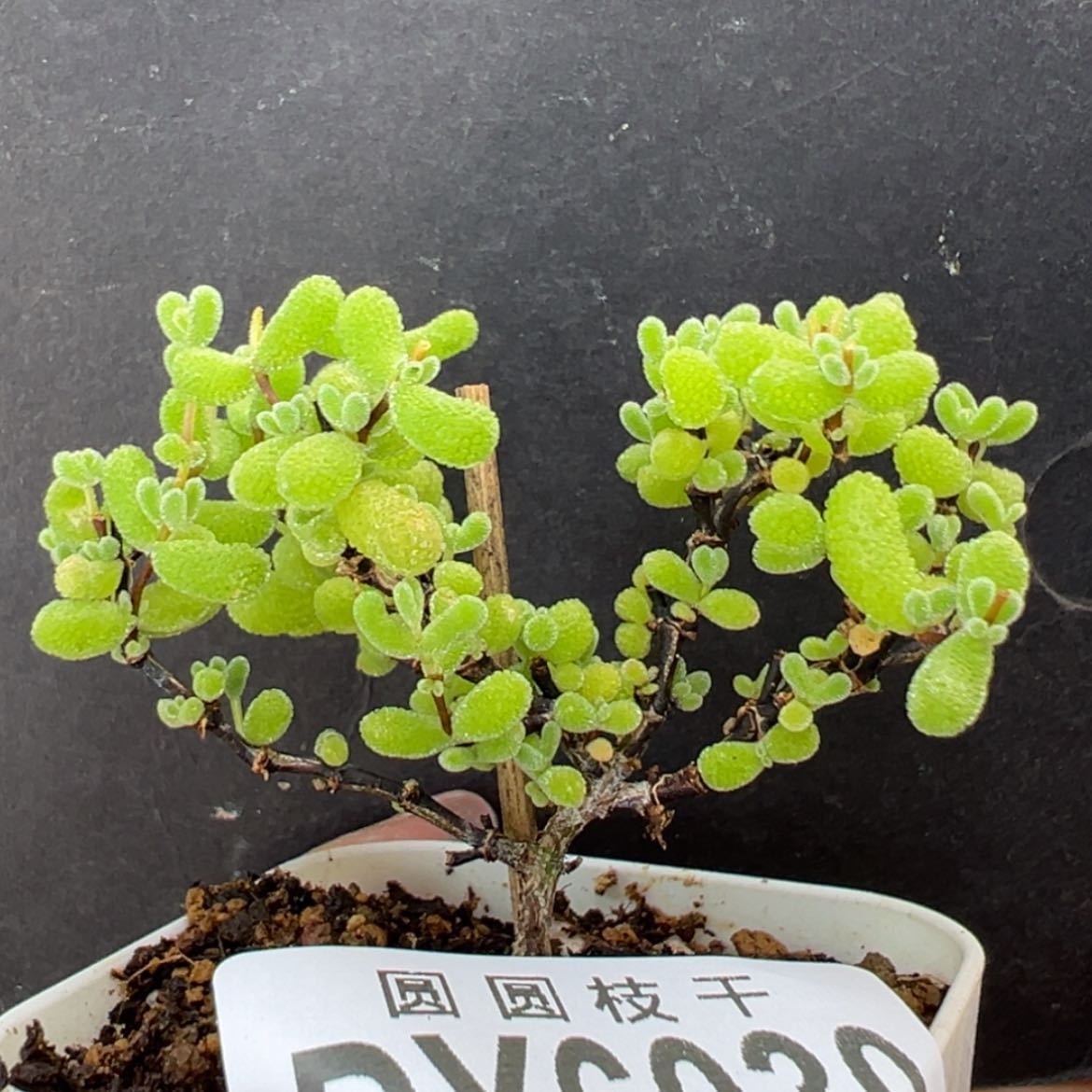 【闪购商品】dy6030翡翠冠幅6cm