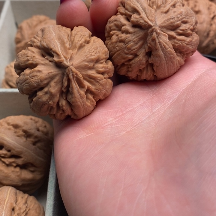 李***）霸王龙全品无修一刀没动