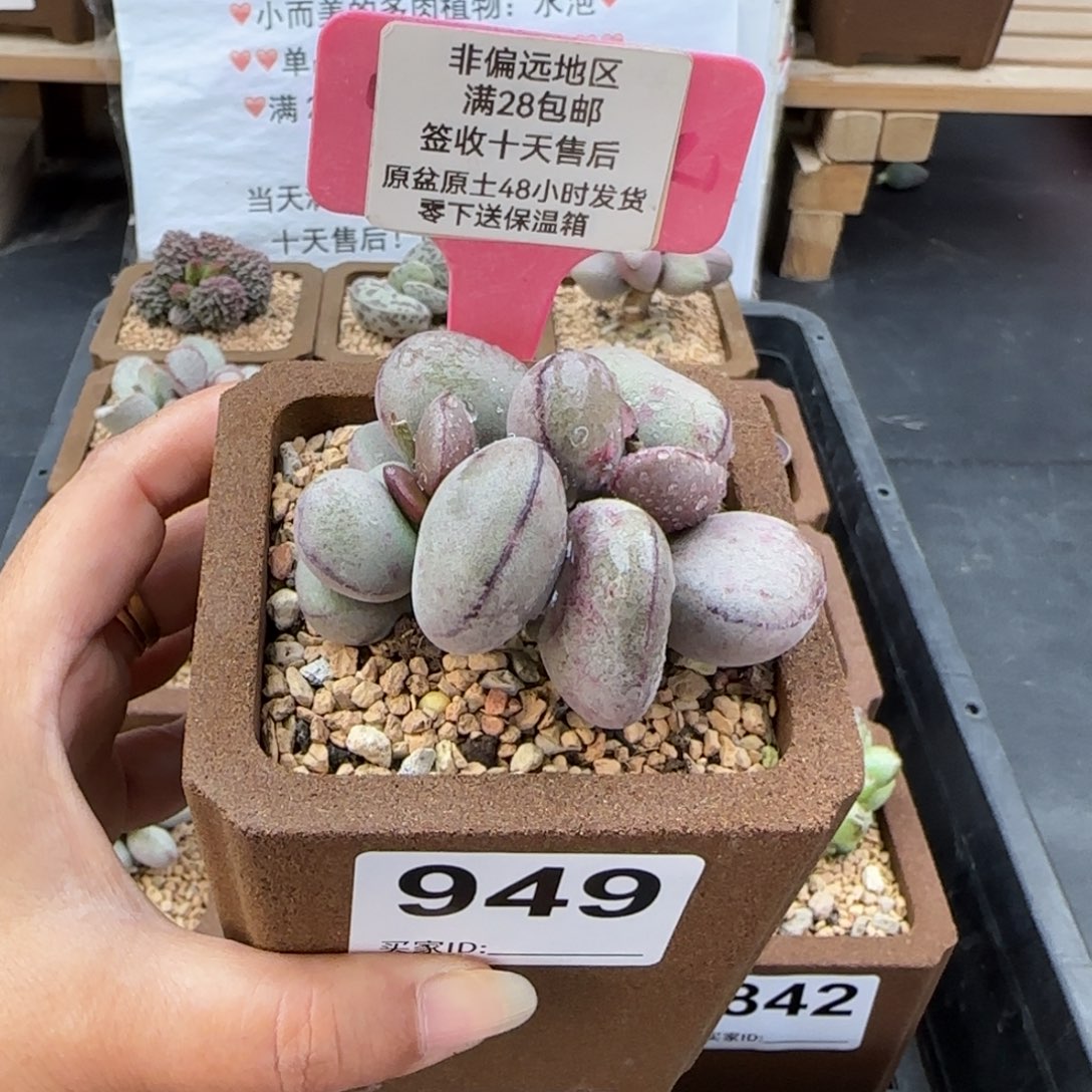 周***周949球球紫蛋多肉植物