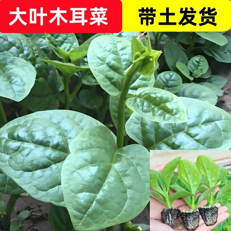  大叶木耳菜秧苗四季种植耐热湿易打理阳台盆栽蔬菜