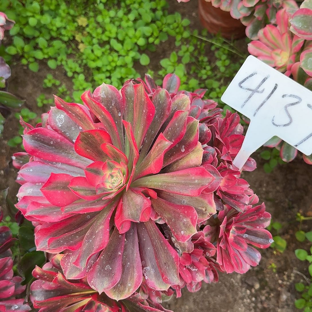 4137桃夭多肉法师多肉