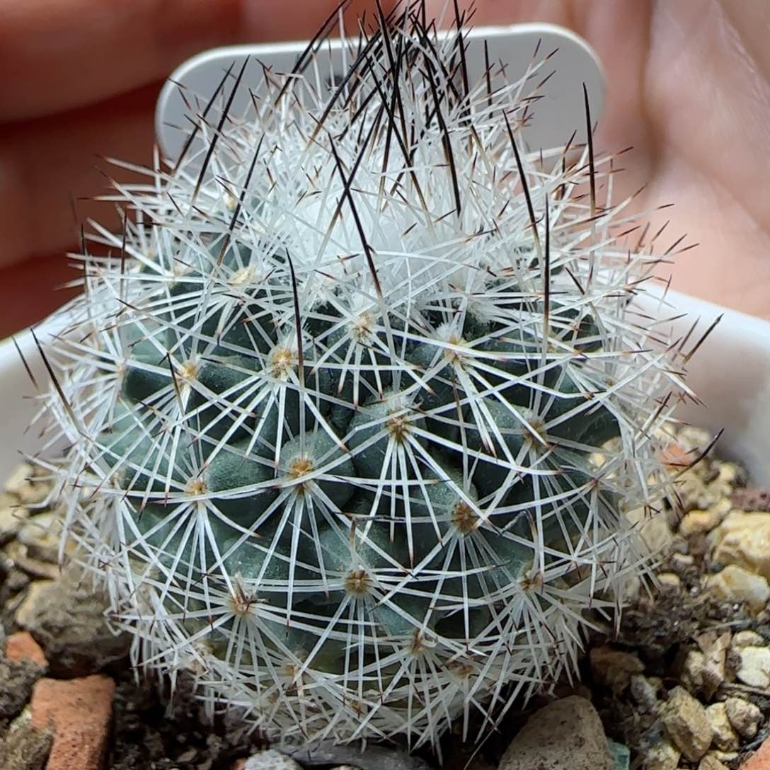 368实生白琅玉多肉