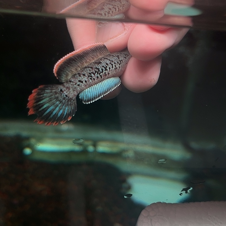 海水鱼鬼王蓝宝石雷龙