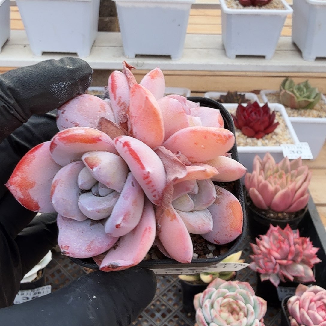 1226-39奶茶小群生