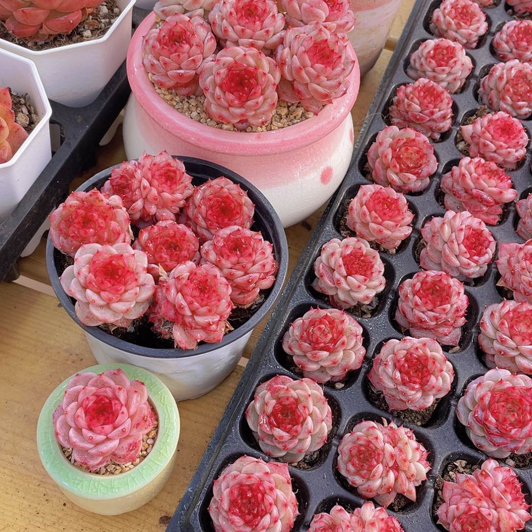 量拍72号 糖心天鹅绒单头双头混发7个