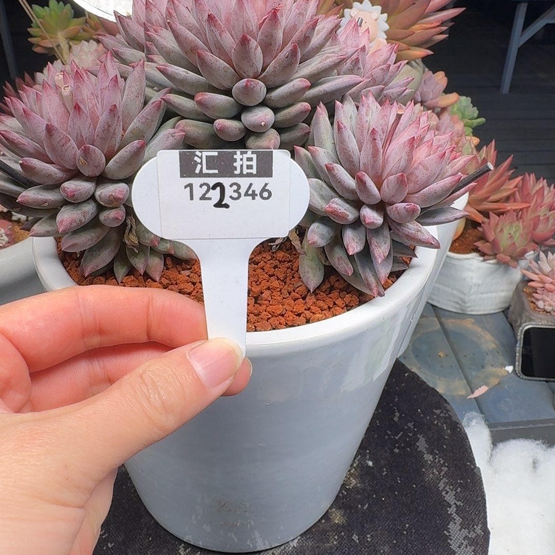 精品多肉植物122346