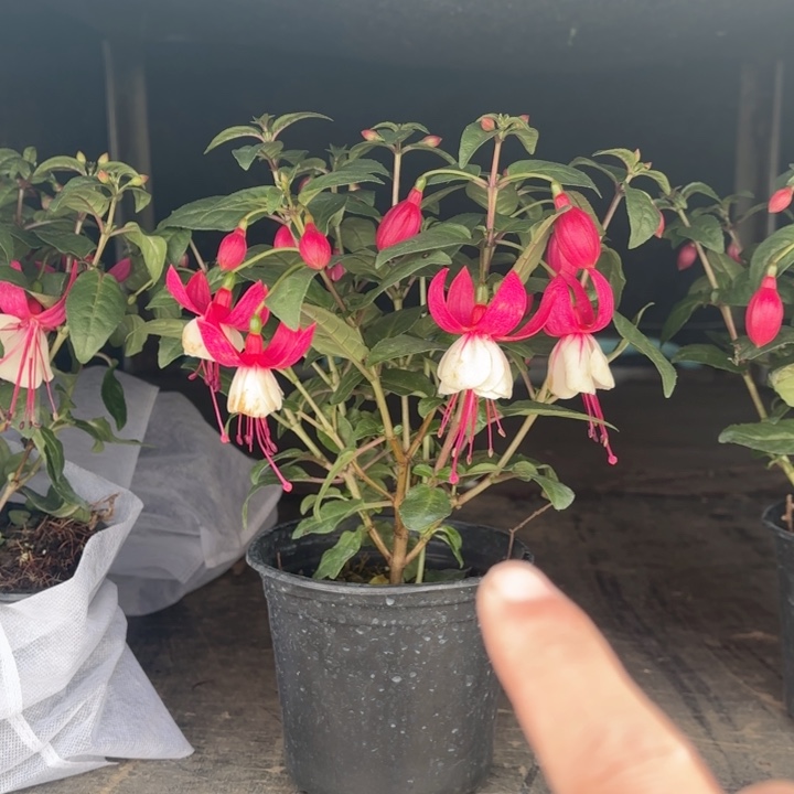 全部花苞倒挂金钟白裙子