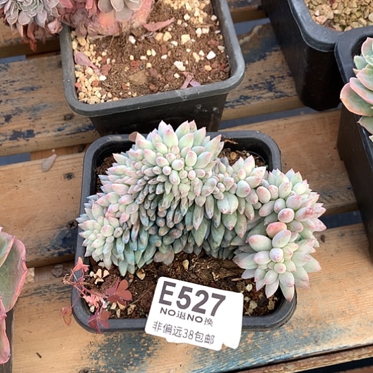 所罗门缀化527 退款拉黑需要延时发货