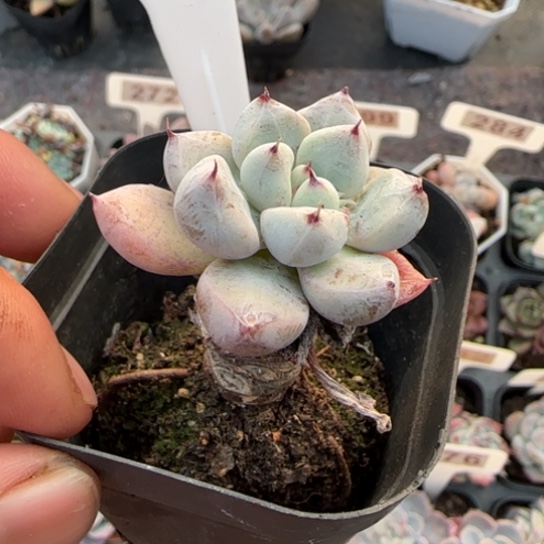 346爪杂多肉植物多