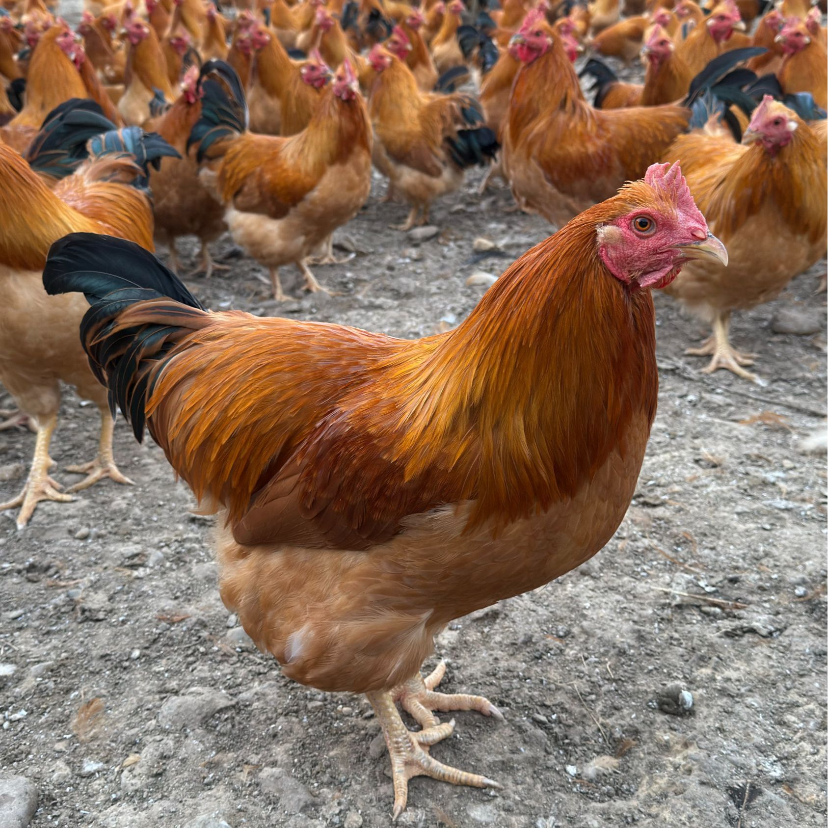 [顺丰包邮]广东大阉鸡，250天日龄（专做白切鸡）